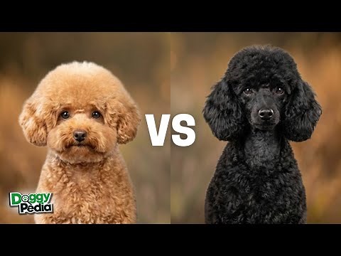Toy Poodle vs Mini Poodle: The Truth No One Tells You!
