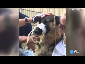Dog with muzzle taped shut saved by good samaritan