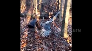 Turkeys fight to near death in Michigan woods