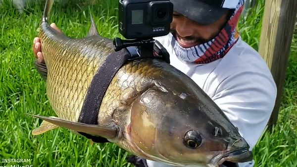 A GoPro on a fish reveals a world humans never see