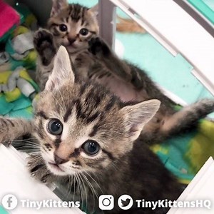 31K views · 4K reactions | Kittens in a tiny camper. You’re welcome, world!  Watch live 24/7 at TinyKittens.com/live | Tinykittens | Facebook