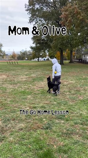 26 reactions | Infinitely proud of Olive. Mom set the goals and we spent the last 4 weeks having a fantastic time chasing them. I was so happy to see Mom and Olive doing all of it today! Fantastic Job. #corcanis #olive #dogtraining | Cor Canis LLC, Training & Behavior Modification | Facebook