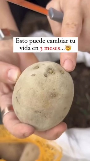 Cómo sembrar papas en casa #huertoencasa #huertoorganico | Huerto en Casa