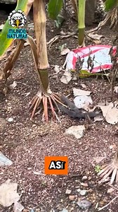 Fauna Increíble, Voraz y Espectacular | Tranformaciones tv