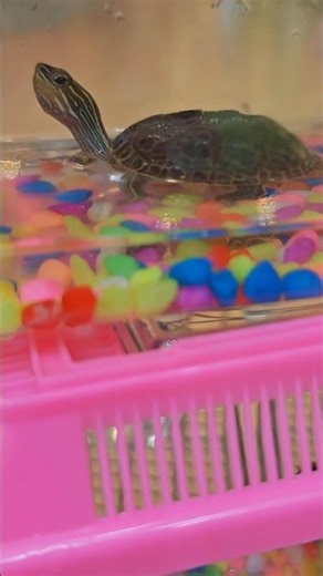 See This Tiny Turtle 🐢 So Cute & Small Nature Short #turtle #tinny #shorts