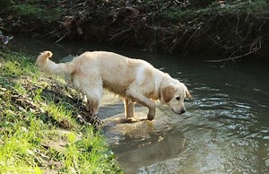 My Dog Is Scared of Water - Why and How to Treat Water Phobia in Dogs