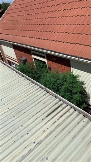 Funny Tomato Smells: What's Going On?