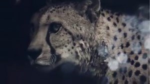 Crafted with fashion projects and luxury brands in mind, Luminary 4K is filled with gorgeous overlays made from intricate glass elements. | Lens Distortions