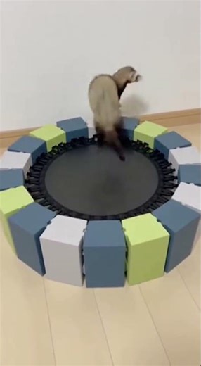Watch This Ferret Bounce on Foam: Pure Joy!