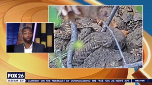 Watch 2,000 rattlesnakes live on cam