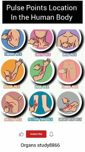 pulse location in the Human Body #shortvideo #science #healthtips #doctor #short #medicalnewstoday