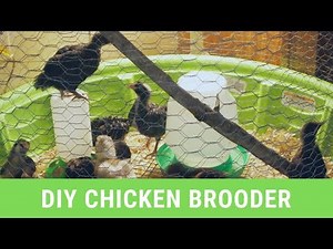 DIY: Easy and CHEAP Indoor Chicken Brooder