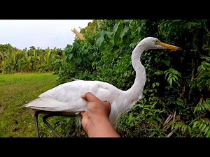 HINDI KO AKALAIN NA MAKADAKIP AKO NG GANITONG KLASENG IBON / TULABONG (BIG WHITE HERON BIRDS)