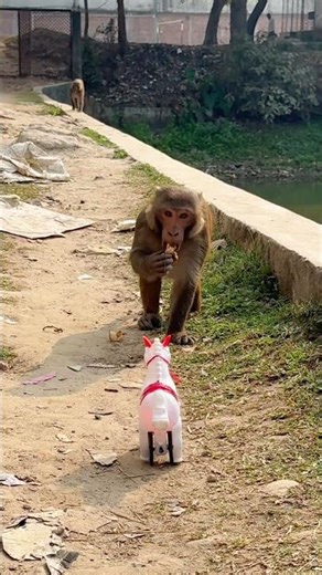 The monkey got scared when it saw the white toy horse and jumped away.
