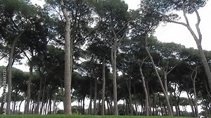 Coniferous forest with high trees Mediterranean stone pine, Umbrella pine, Pinus pinea on spring time, green grass and bird sounds - real time. Topics: ornithology, season, forest, natural environment