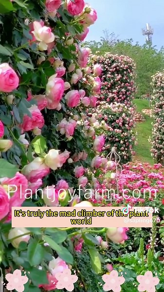 Elevate Your Space with Climbing Roses for Gardens