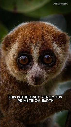 The Only Venomous Primate | Slow loris