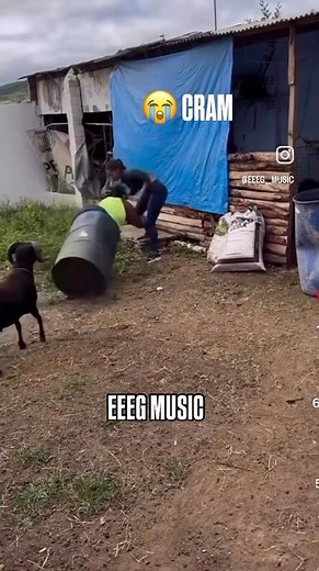 (Comedy) Tony Baker Famous (Cram) Female invades Goat Barrel 🤣 #comedy #shorts 2025”