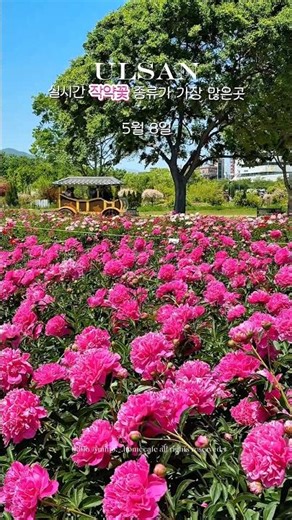 🌸 오늘(5/8) 촬영한 울산 태화강국가정원 작약원 🌸 해마다 오지만 여긴 다른 곳보다 작약 종류가 정말 다양한 느낌이에요. 규모도 크고 걸어다니는 곳마다 계속 예쁨