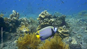 Brightly colored tropical fish swim near the bottom of a tropical sea alongside hydroids and corals. Emperor Angelfish (Pomacanthus imperator) 45 cm. The most common of all angelfishes.