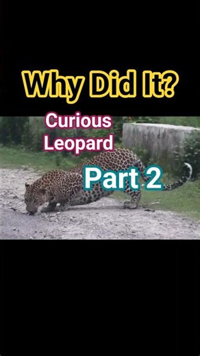 Why Did This Leopard Pick Up a Sandal? 🐆 | The Real Answer (Part 2) #leopard