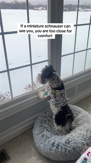 Keep Your Distance: Mini Schnauzer Insights