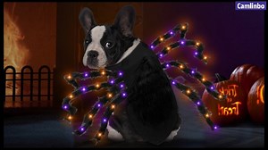 Watch Light up spider costumes for dog halloween party on Amazon Live