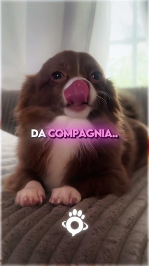 The 3 Most Fragile Dog Breeds 🐶⚠️