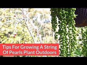 Tips For Growing A String Of Pearls Plant Outdoors / Joy Us Garden