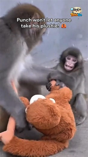 Cerita sedih Punch 😢 (2) #animals #shorts