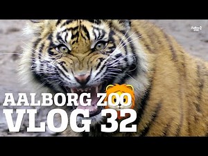 Råd fra dyrepasserne - Tænk før du deler! | Vilde dyr i unaturlige situationer | Aalborg Zoo VLOG 32