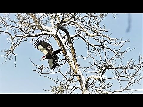 Graceful! Pileated Woodpecker Slow Motion Flight Into the Woods, Woodpeckers, Dryocopus pileatus