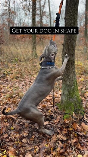 XXL American bully Amor 🔥 Almost 5 years old 🔥 #dog #americanbully #shorts #king #cutedog #viral