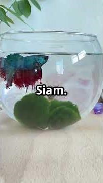 The betta fish history and curiosities