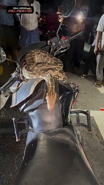 இரவு நேரம் வாகனத்தில் ஏறிய மலைப்பாம்பு