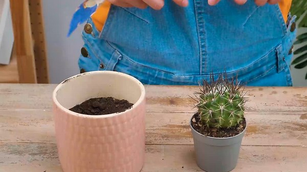 Easy growing plant tips for your inner gardener