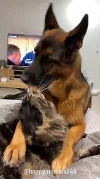 Litter Box Training for Cats A 100% Working Method.