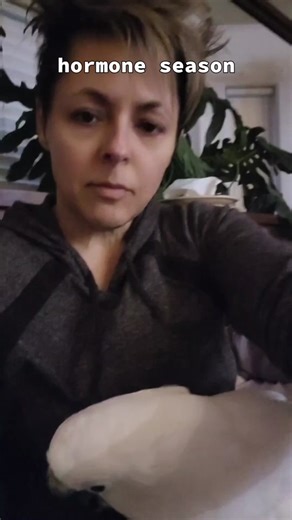 Understanding Hormonal Behavior in Cockatoos: A Bird Owner's Experience