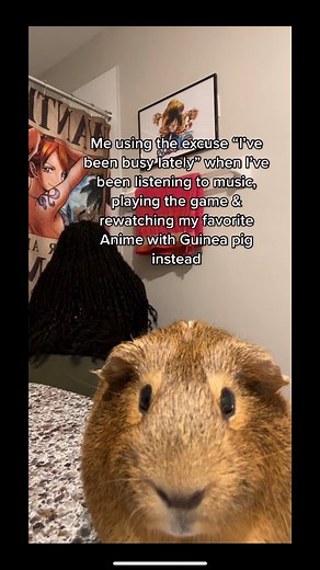 Me and Chopper are busy right now #anime #animememes #guineapig #animereels #gaming | Winnieハッピー