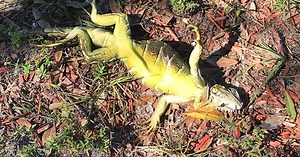 Frozen Iguanas are falling out of trees in Florida because it's so cold