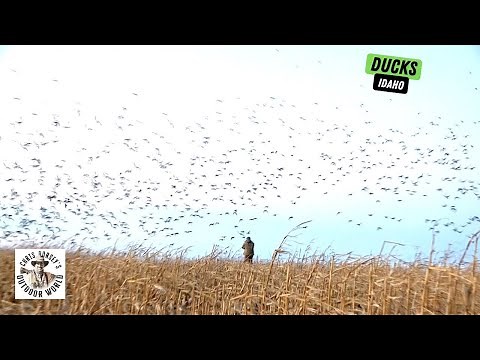 Unbelievable Duck Hunting in Idaho