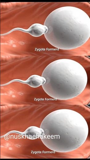 How Sperm Is Produced | Medical Animation of Semen Explained🌿😄