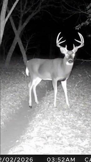 massive 10-point buck caught on deer cam #hunting #wildlifecamera #shorts