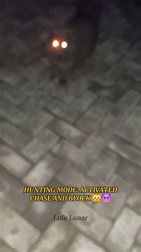 Part 3 | Hunting mode: Activated. Chase & Block, REPEAT!! 😼