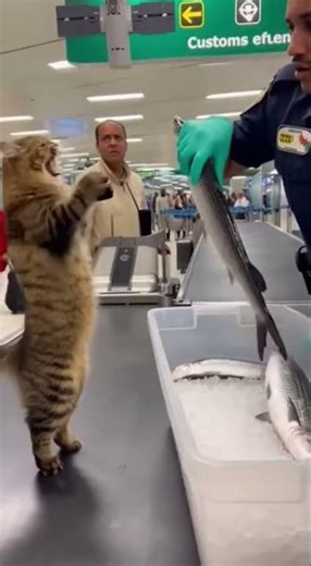CAT vs SECURITY! 😾🐟 He Just Wanted the Fish… BUT NO WAY!