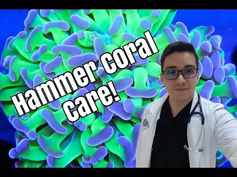 Hammer Coral Beginner Care Guide!