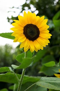 How Does Sunlight Affect the Grown of a Sunflower Plant?