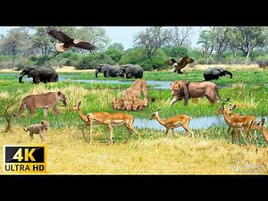 African Wildlife 4K: Wild Animal Encounters with Soothing Piano Music & Real Sound in 4K Video