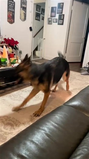 She loves playing with the pop can boxes | Bear The German Shepherd