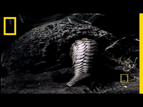 What in the World is a Pangolin? | National Geographic